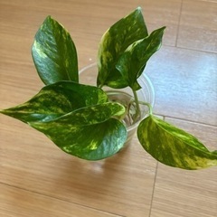 【観葉植物】ポトス・ゴールデン　株分け