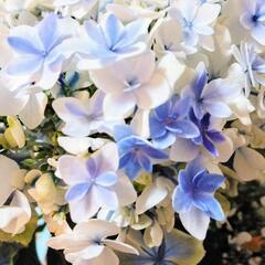 紫陽花　挿し穂　1本