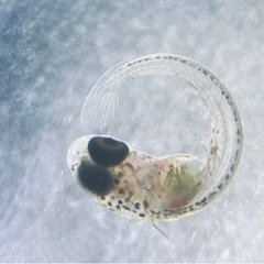 顕微鏡　投影ビデオカメラ　理科　生物の画像