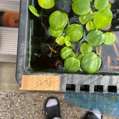 メダカ稚魚、成魚あげます