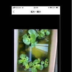 メダカ稚魚または卵5匹