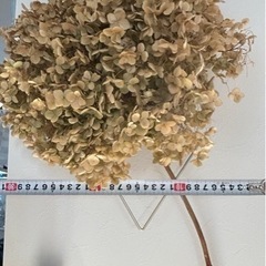 アナベル　ドライフラワーの画像