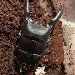 パラワンオオヒラタクワガタ☆♂︎︎ ♀ペア
