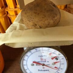 大きなジャガイモ　４kg