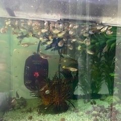 グッピー　30＋α
　　