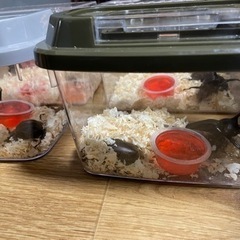 完売となりました。ありがとうございます。カブトムシペアコクワガタ