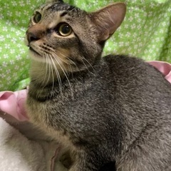 アビニシアン風まろん君8ヶ月