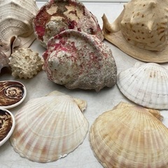 【‼️レア物‼️】貝殻まとめの画像