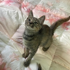 サビ柄子猫ちゃん達 - 大田市