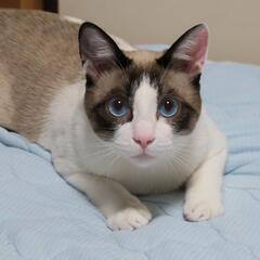シャム猫柄の男の子が迷子です