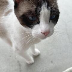 シャム猫柄の男の子が迷子です - 手伝って/助けて