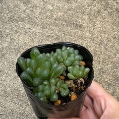 ハオルチア　オブツーサの画像