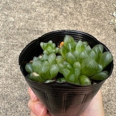 ハオルチア　オブツーサの画像