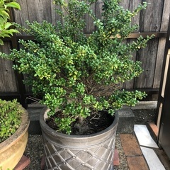 鉢植え　ソヨゴ、ツゲの画像