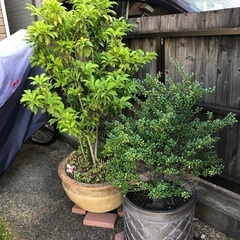 鉢植え　ソヨゴ、ツゲの画像