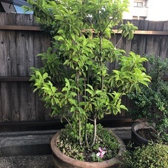 鉢植え　ソヨゴ、ツゲ