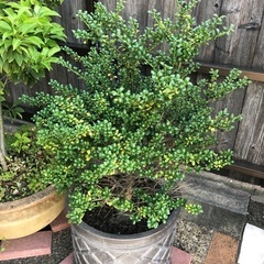 鉢植え　ソヨゴ、ツゲの画像