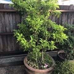鉢植え　ソヨゴ、ツゲの画像