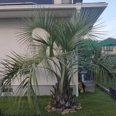 9月まで【極太幹70㌢】ヤシの木（ココスヤシ）の画像