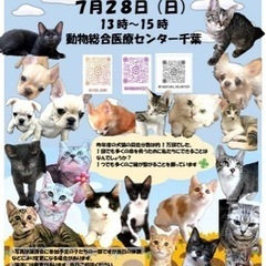 猫ちゃんわんちゃんのお見合い会