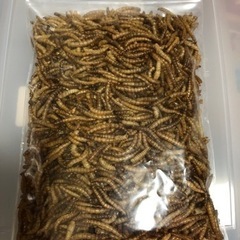 乾燥ミルワーム100g 小動物 爬虫類 おやつ フード