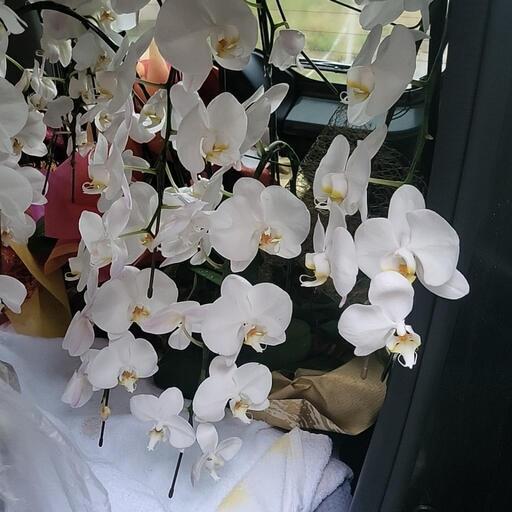 欄の鉢植え