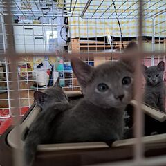 ４月24日産まれのロシアンブルーの子猫