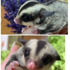 クリミノ血統ヘテロ　オス 13500円