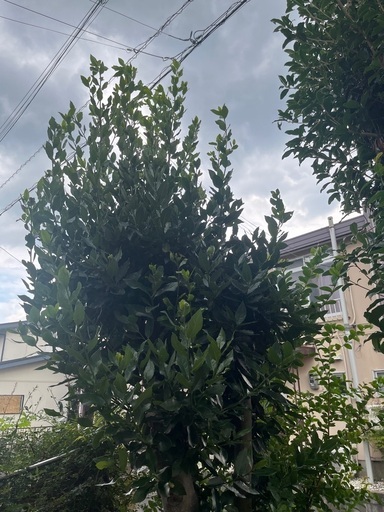 月桂樹の葉っぱ