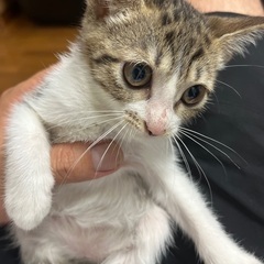 子猫の里親