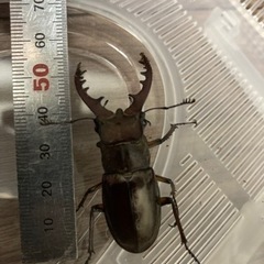 決まりました)ミヤマクワガタ