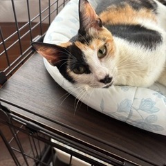 猫 里親募集