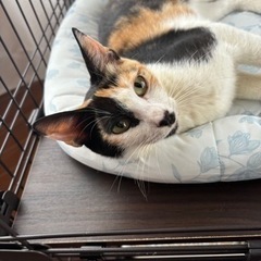 猫 里親募集 - 沖縄市