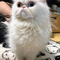 ふわふわオッドアイのペルシャの女の子です