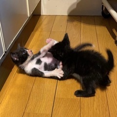 生後2ヶ月の猫