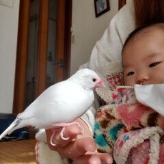 白文鳥　里親さん募集しています