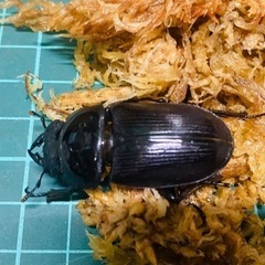 （お取引中）
①⑦オオクワガタ   新成虫ペアの販売 の画像