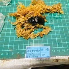 （お取引中）
①⑦オオクワガタ   新成虫ペアの販売 の画像