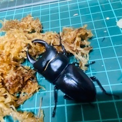 （お取引中）
①⑦オオクワガタ   新成虫ペアの販売 の画像