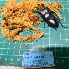 （お取引中）
①⑦オオクワガタ   新成虫ペアの販売 の画像