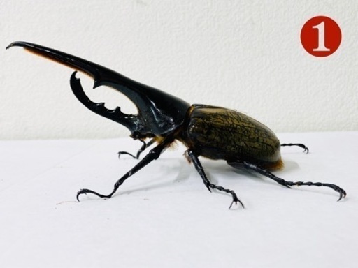 【取引中】条件変更　ヘラクレスオオカブト 150up オス単品❶