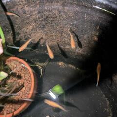 紅帝メダカ 若魚 