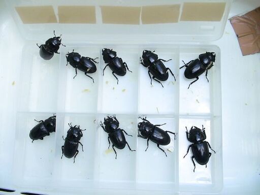国産オオクワガタ成虫（イベント用）雌10頭セット