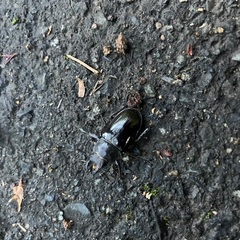 クワガタ　カブトムシ採集 - 都城市