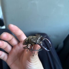クワガタ　カブトムシ採集 − 宮崎県