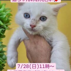 7/28(日)譲渡会。生後3ヶ月ラグドール兄妹(⋈◍＞◡＜◍)。✧♡