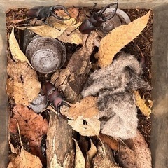 カブトムシの画像