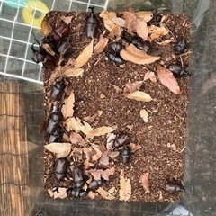 カブトムシの画像