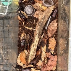 カブトムシの画像