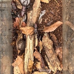 カブトムシの画像